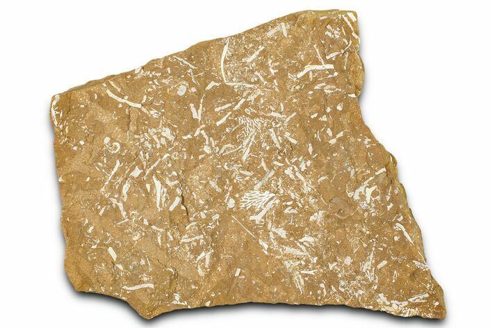 Ordovician Kukersite Oil Shale with Bryozoan Fossils - Russia #368960